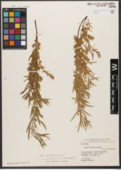 Foto von Salix wilhelmsiana M. Bieb.